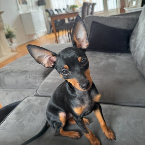 dwergpinscher_1712771493_3343292060579092251_64653991234